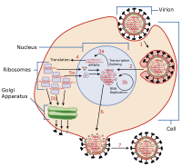 Virus Replication.svg