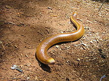 Amphisbaena alba03.jpg