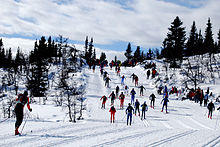 Birken02.jpg