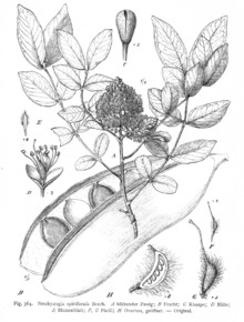 Brachystegia spiciformis.png