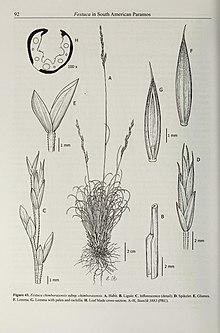 Contributions from the United States National Herbarium (2008) (14780210231).jpg