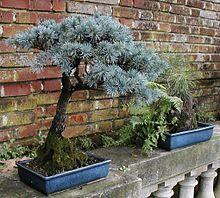 Filoli Bonsai spruce.jpg