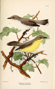GerygoneKeulemans.jpg