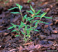 Microstegium viminium specimen.jpg