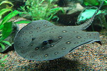 Ocellate river stingray, Boston Aquarium.jpg