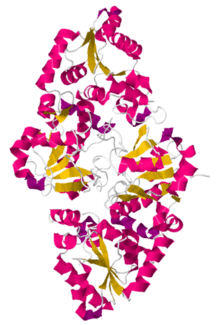 POFUT-1 Caenorhabditis elegans.png