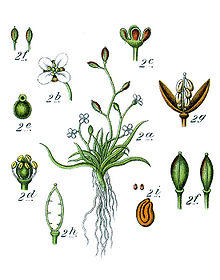 Subularia Sturm30.jpg