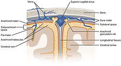 1316 Meningeal LayersN.jpg