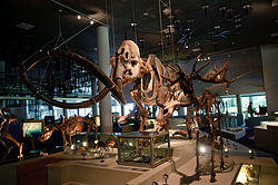 WLANL - thedogg - Mammoet (2).jpg