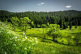 Родопско зелено.jpg