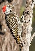 Cardinal Woodpecker - MALE, Dendropicos fuscescens at Pilanesberg National Park, Northwest Province, South Africa (15091608612).jpg