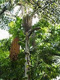 Caryota rumphiana - Fishtale Palm P1170555.JPG