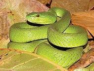Trimeresurus insularis.jpg