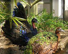 Afropavo congensis -Antwerp Zoo -pair-8a.jpg