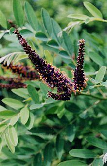 Amorpha fruiticosa.jpg