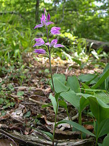 Cephalanthera rubra catena-rangeval 55 170602 2.JPG