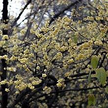 Chimonanthus Praecox, Xi'an city, China.jpg