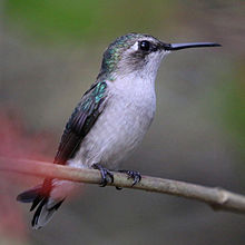 Cuban emerald (Chlorostilbon ricordii ricordii) female cr.jpg