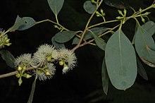 Eucalyptus camphora subsp. camphora flowers.jpg