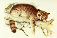 MSU V2P2 - Felis silvestris caucasica painting.png