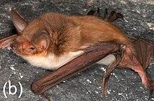 Myotis vivesi.jpg