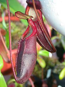 Nepenthes diatas.jpg
