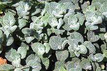 Origanum dictamnus pmPfl.jpg