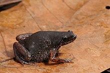 Rãzinha - Chiasmocleis schubarti.jpg