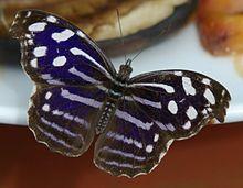 Royalblue1.jpg