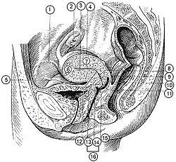 Illu female pelvis.jpg