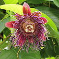 Passiflora quadrangularis-IMG 4481.jpg