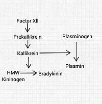 Kinin-Kallikrein System Simplified .jpg