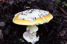 Amanita calyptroderma Oakland.JPG