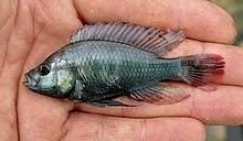 Astatotilapia stappersi Gatumba 1.JPG