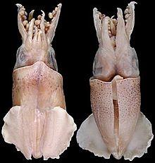 Australiteuthis aldrichi.jpg