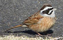 Emberiza cioides male.JPG