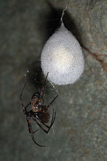 Meta sp. with eggsac (Marshal Hedin).jpg