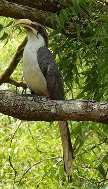 Ocyceros gingalensis by Yohombu Thamithage at Mihintale.jpg