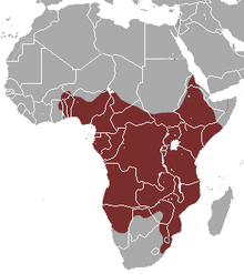 Rusty-spotted Genet area.png