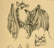 Scotonycteris zenkeri illustration.jpg