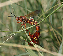 Western CKs mating.jpg