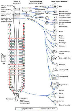 1503 Connections of the Parasympathetic Nervous System.jpg