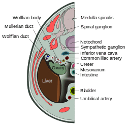 Transverse section of human embryo eight and a half to nine weeks old.svg