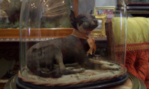 Taxidermy dog "Death and Taxidermy" video.png