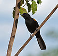 Encontro (Icterus pyrrhopterus) (17772698624).jpg