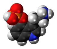 Space-filling model of the norbaeocystin molecule as a zwitterion