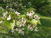 Vernicia fordii8.jpg