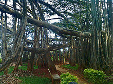 Big Banyan Tree at Bangalore.jpg