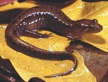 Desmognathus ochrophaeus.jpg