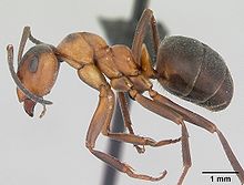 Formica aquilonia casent0173151 profile 1.jpg